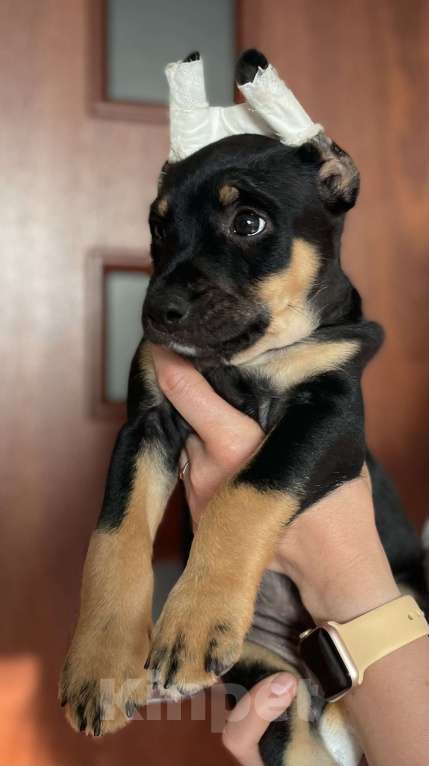 Собаки в Москве: Мексиканская голая собака среднего размера в шерсти Мальчик, 15 000 руб. - фото 3