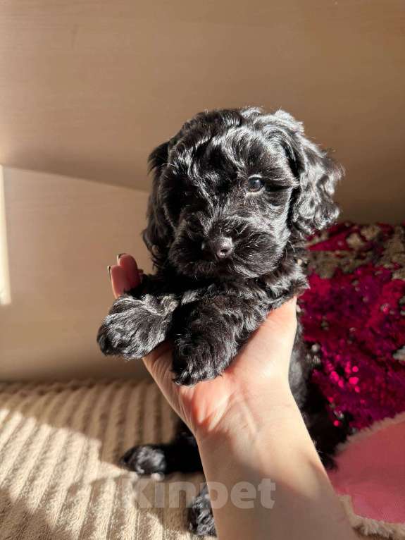 Собаки в Красногорске: Мальтипу мальчик Мальчик, 60 000 руб. - фото 5