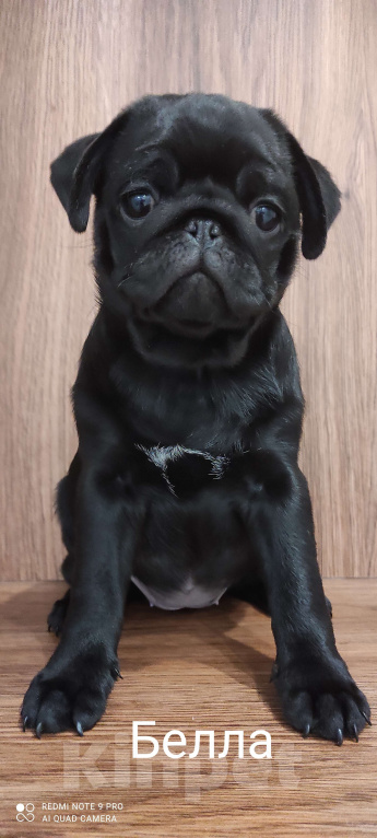 Собаки в Кинели: Щенки породы мопс. Девочка, 45 000 руб. - фото 2