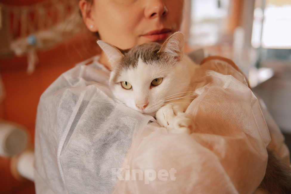 Кошки в Москве: Самый нежный и ручной котик Мальчик, Бесплатно - фото 2