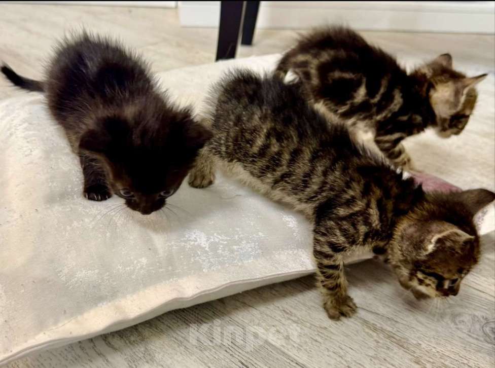 Кошки в Краснодаре: Котята в добрые руки. Мальчик, Бесплатно - фото 6