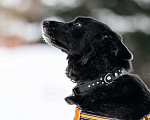 Собаки в Москве: Небольшая черная собачка Эльза в добрые руки Девочка, 1 руб. - фото 8