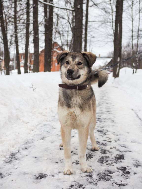 Собаки в Москве: Грей Мальчик, 10 руб. - фото 1