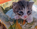 Кошки в Туле: Котенок в добрые ручки Мальчик, Бесплатно - фото 1