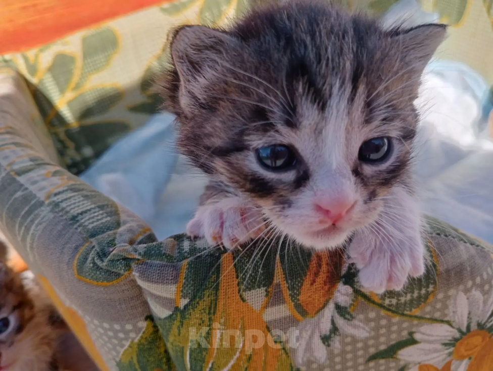 Кошки в Туле: Котенок в добрые ручки Мальчик, Бесплатно - фото 1
