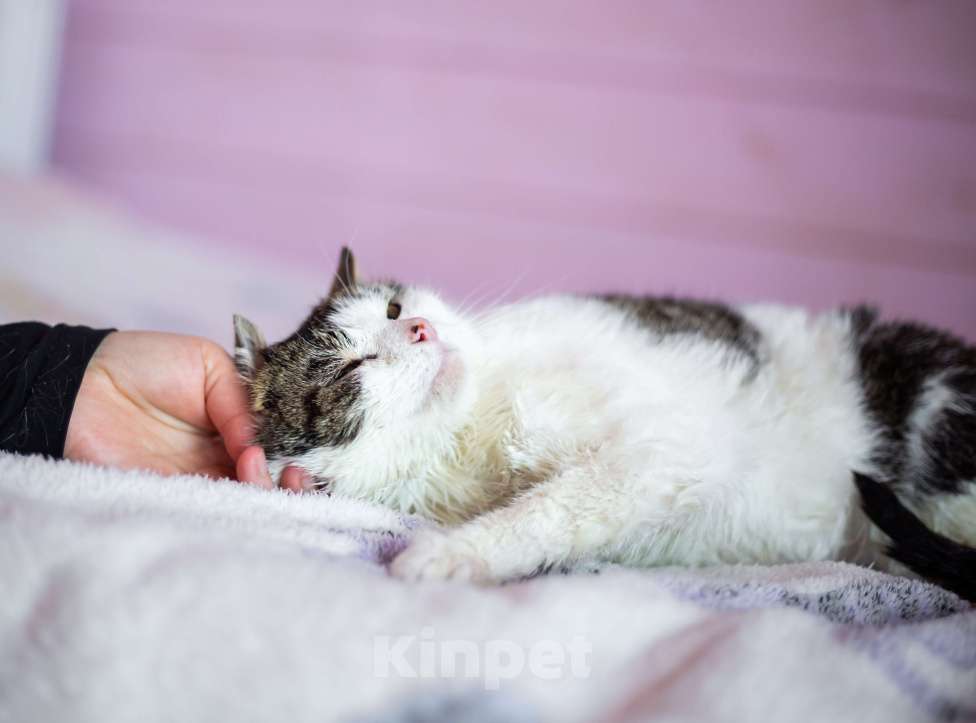 Кошки в Москве: Кошка в добрые руки Девочка, Бесплатно - фото 2