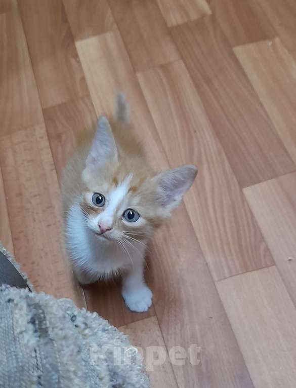 Кошки в Нижнем Новгороде: Мальчик  Мальчик, Бесплатно - фото 2