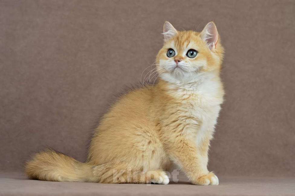 Кошки в Тамбове: Британский золотой кот  Мальчик, 150 000 руб. - фото 5