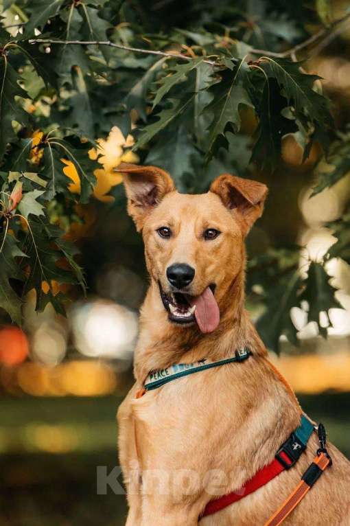 Собаки в Москве: Лион- один на миллион ♥️ Мальчик, Бесплатно - фото 5