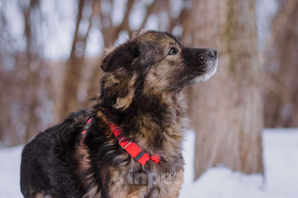 Собаки в Москве: Айва Девочка, Бесплатно - фото 5