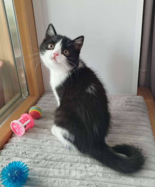 Кошки в Валдае: Шотландский котенок Мальчик, 30 000 руб. - фото 2