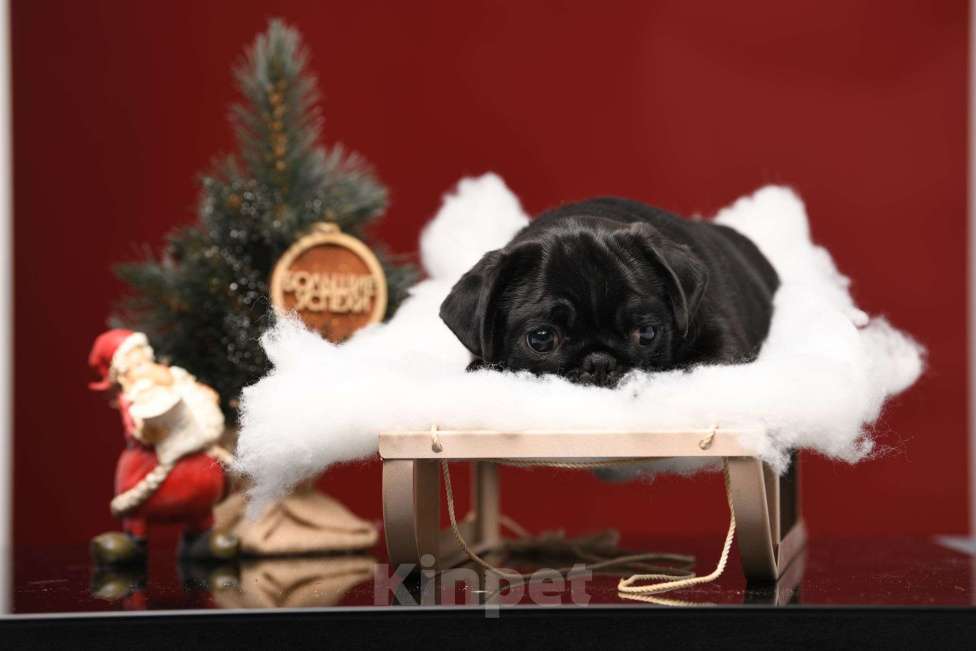 Собаки в Брянске: Питомник Академи оф Лайф предлагает красивых щенков мопса от титулованной родительской пары Мальчик, 65 000 руб. - фото 3