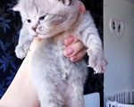 Кошки в Дмитре: Гарант-вязка с серебристым красавцем, 1 руб. - фото 4