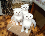 Кошки в Теберде: Шотландские котята окрас серебристая шиншилла, 5 000 руб. - фото 1