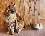 Кошки в Санкт-Петербурге: Кот мейн кун от титулованных родителей Мальчик, 60 000 руб. - фото 3