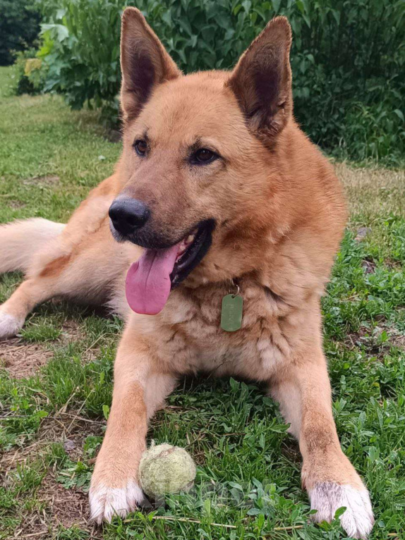 Собаки в Москве: Арчибальд ищет семью, 3 года, Привит, Кастрирован  Мальчик, Бесплатно - фото 5