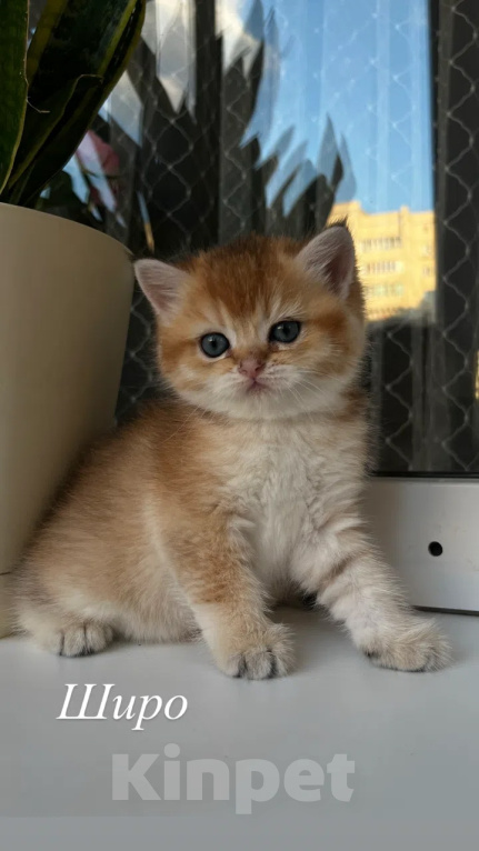 Кошки в Воронеже: Котенок британский  короткошестный Мальчик, 23 000 руб. - фото 7