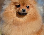 Собаки в Санкт-Петербурге: Девочка померанский шпиц Девочка, Бесплатно - фото 4