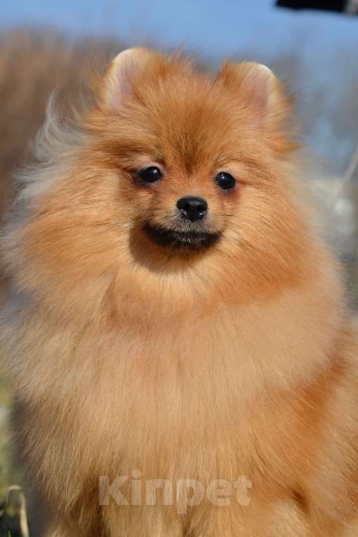 Собаки в Санкт-Петербурге: Девочка померанский шпиц Девочка, Бесплатно - фото 4