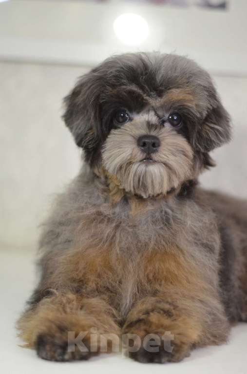 Собаки в Нижнем Новгороде: Эффектная девочка йоркипу Девочка, 80 000 руб. - фото 6