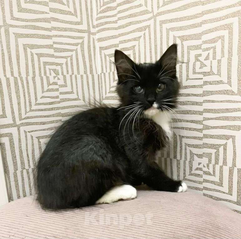 Кошки в Москве: Всех котяток разобрали, а Марина из-за ее глазика осталась никому не нужной 💔 Девочка, Бесплатно - фото 2