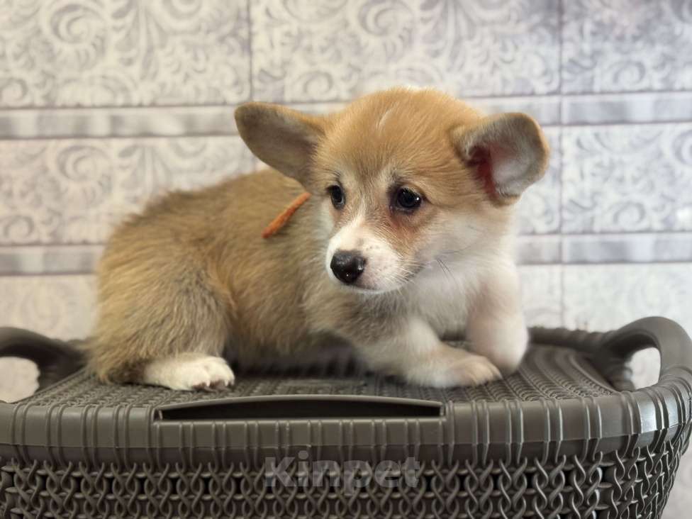 Собаки в Егорьевске: Девочка корги 2 мес Девочка, 35 000 руб. - фото 2
