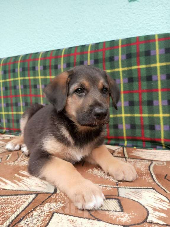 Собаки в других городах Краснодарского края: Охранник для дома Мальчик, 100 руб. - фото 2