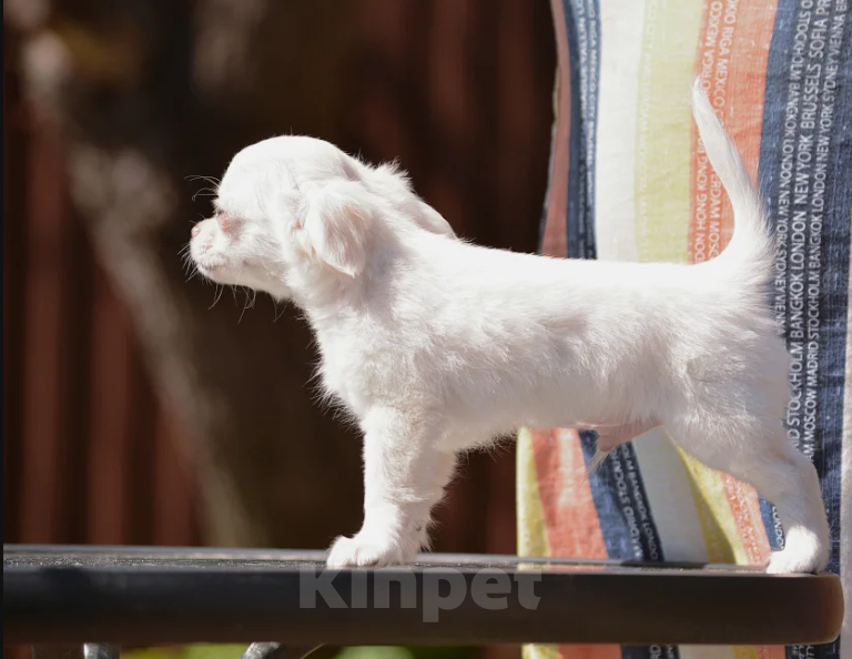 Собаки в Ульяновске: Мальчик чихуахуа Мальчик, 30 000 руб. - фото 2
