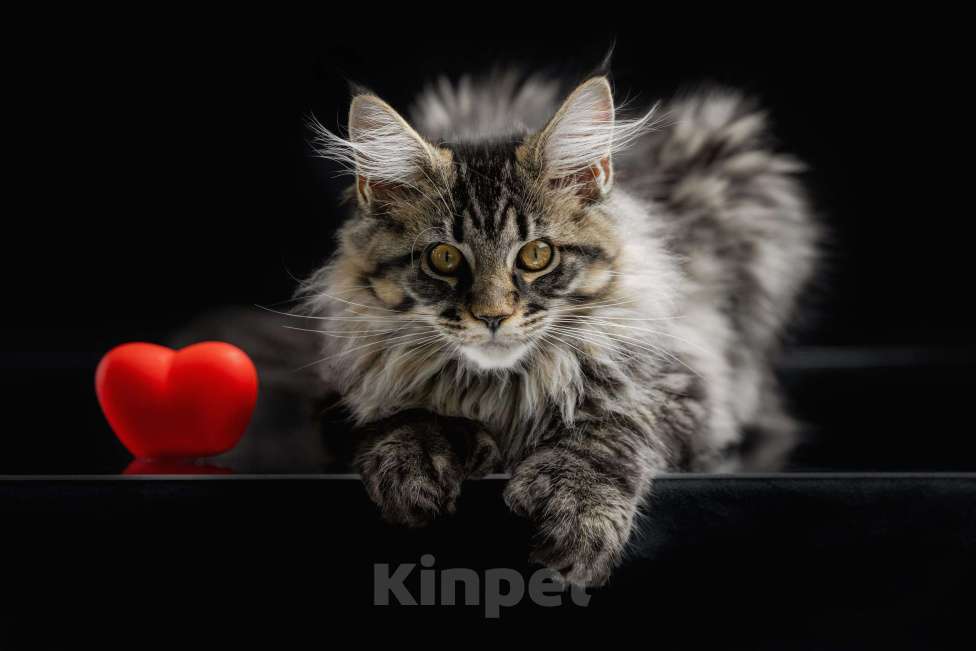 Кошки в других городах Ленинградской области: Котята мей-куна Мальчик, 45 000 руб. - фото 1