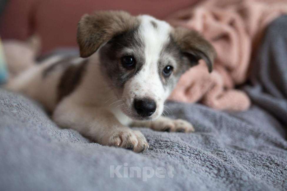 Собаки в Москве: Барон, щенок, 2.5 месяца Мальчик, 1 руб. - фото 1
