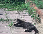 Кошки в Ногинске: Я ищу тебя ...... Девочка, Бесплатно - фото 5