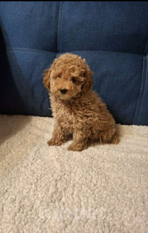 Собаки в Москве: Той пудели Мальчик, 49 000 руб. - фото 1