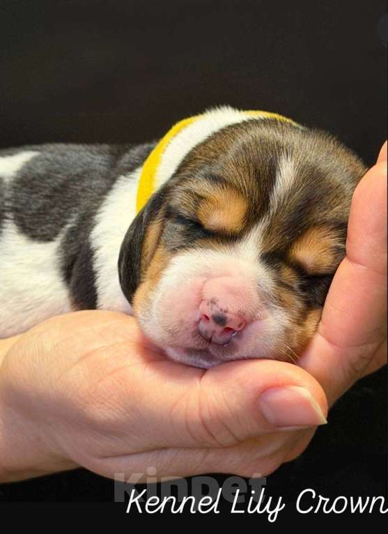 Собаки в Москве: бассет хаунд щенки Девочка, Бесплатно - фото 3