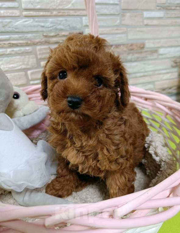 Собаки в Ивантеевке: той пудель девочка Девочка, 100 000 руб. - фото 2