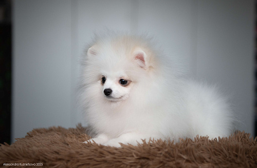 Померанский шпиц девочка