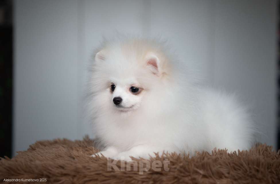 Собаки в Челябинске: Померанский шпиц девочка Девочка, Бесплатно - фото 1
