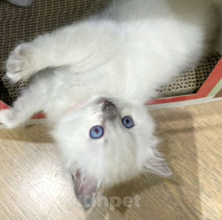 Кошки в Перми: Девушки Рэгдолл  Девочка, 80 000 руб. - фото 7