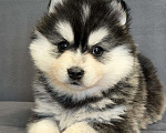Собаки в Санкт-Петербурге: Мальчик помски Мальчик, 50 000 руб. - фото 1