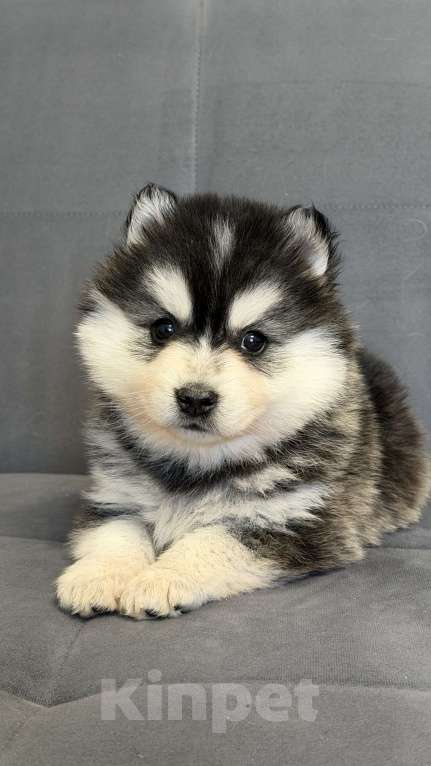Собаки в Санкт-Петербурге: Мальчик помски Мальчик, 50 000 руб. - фото 1