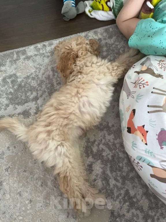 Собаки в Тюмени: Мальтипу f1 Мальчик, 60 000 руб. - фото 5