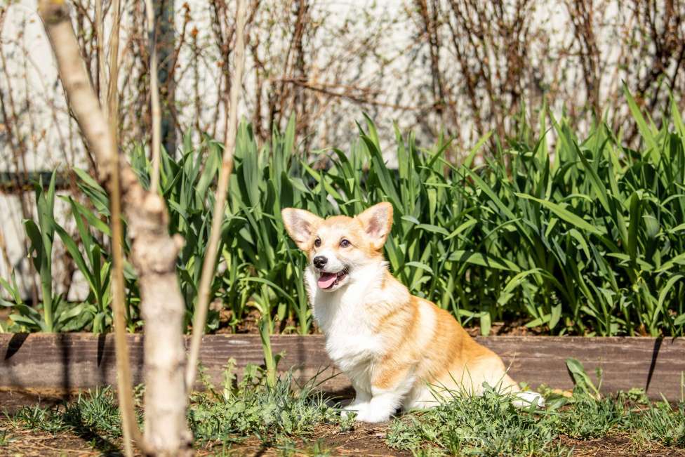 Собаки в Москве: Рыжая девчонка Девочка, 60 000 руб. - фото 4