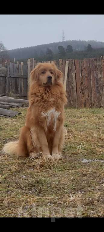 Собаки в Магнитогорске: Банхар(монгольский Волкодав)  Мальчик, 40 000 руб. - фото 7