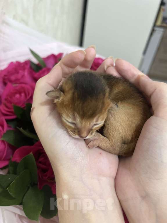 Кошки в Москве: Абиссинские  котята Премиум-Класса Девочка, 150 000 руб. - фото 1