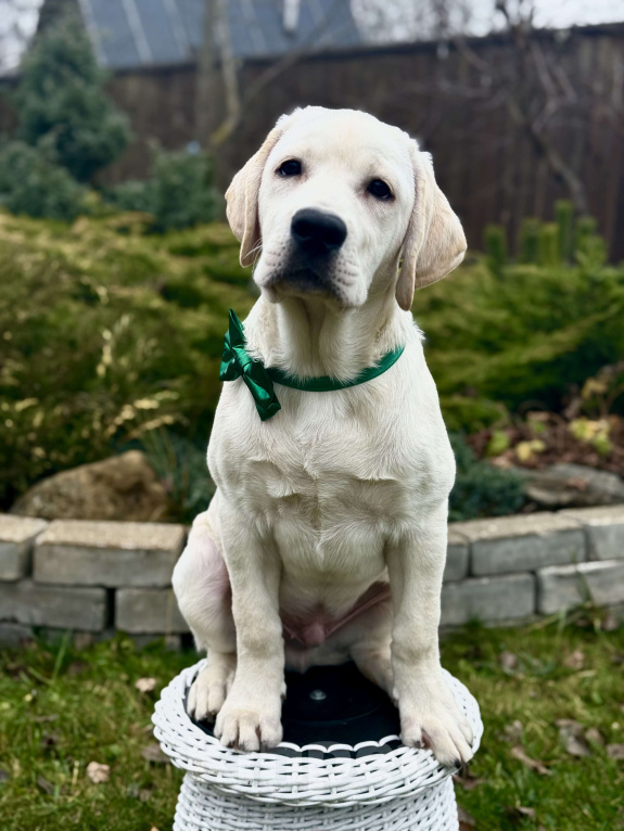 Собаки в Москве: Щенки лабрадора Мальчик, 80 000 руб. - фото 1