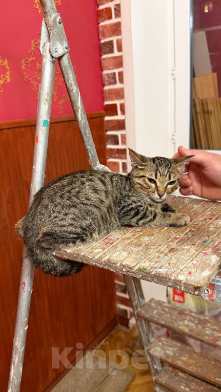 Кошки в Москве: Котёнок Матроскин ищет дом Мальчик, Бесплатно - фото 7