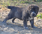 Собаки в Новосибирске: Щенки алабая (среднеазиатской овчарки) Мальчик, 50 000 руб. - фото 1