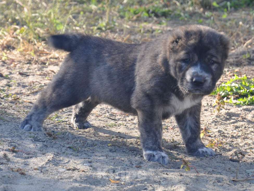 Собаки в Новосибирске: Щенки алабая (среднеазиатской овчарки) Мальчик, 50 000 руб. - фото 1