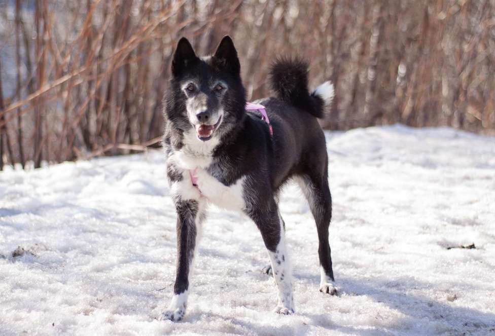 Собаки в Москве: Ласковая домашняя Лика мечтает вновь обрести семью Девочка, Бесплатно - фото 2