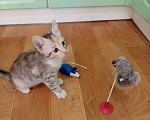 Кошки в Волгограде: Две кошечки ищут дом Девочка, Бесплатно - фото 5