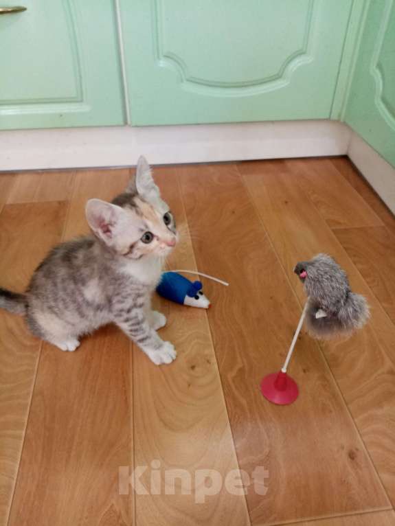 Кошки в Волгограде: Две кошечки ищут дом Девочка, Бесплатно - фото 5